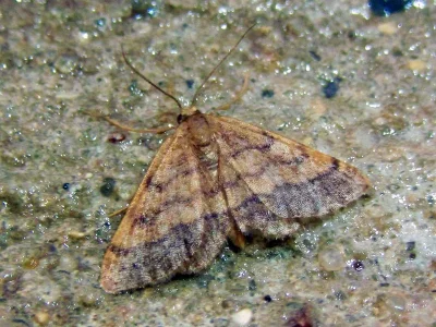 Brachyglossina manicaria