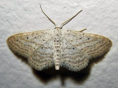 Idaea elongaria