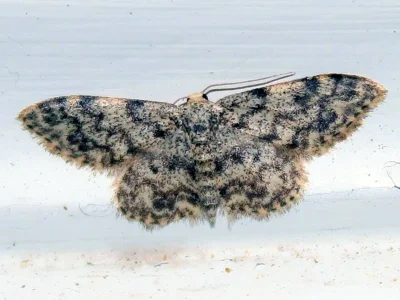 Idaea contiguaria