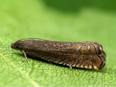 Grapholita (Grapholita) gemmiferana