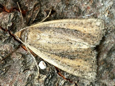 Archanara neurica
