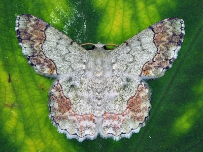 Pingasa ruginaria