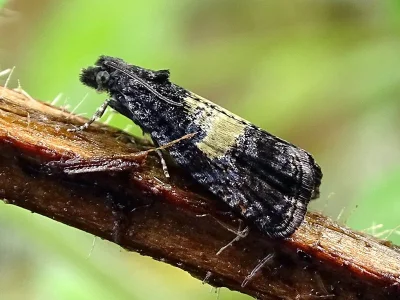 Endothenia nigricostana