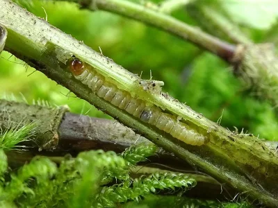 Endothenia nigricostana