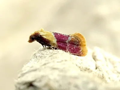 Diceratura ostrinana