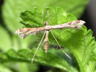 Amblyptilia acanthadactyla