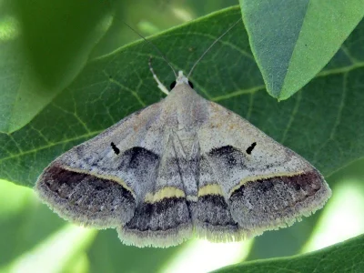 Acantholipes regularis
