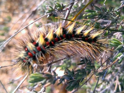 Chondrostega vandalicia