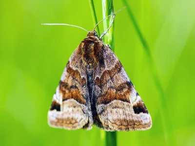 Euclidia (Euclidia) glyphica