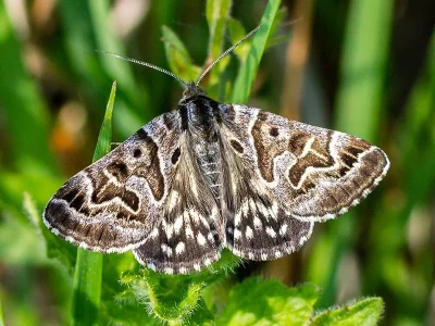 Euclidia (Callistege) mi