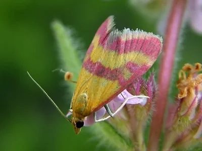 Pyrausta sanguinalis