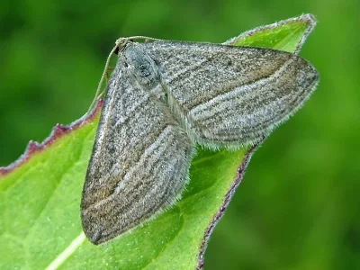 Phibalapteryx virgata