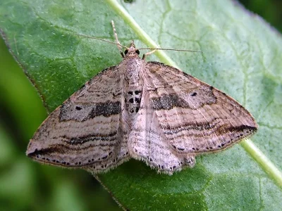 Orthonama vittata