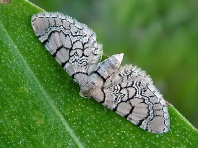 Eupithecia venosata