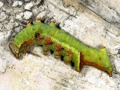 Notodonta dromedarius