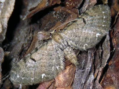 Eupithecia assimilata