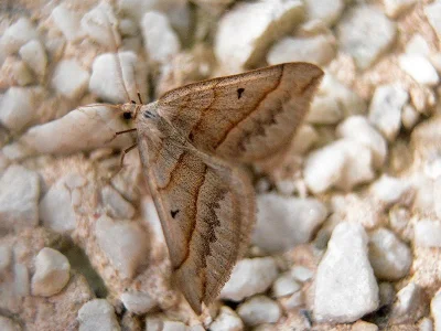 Scotopteryx mucronata