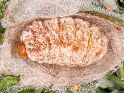 Orgyia (Clethrogyna) dubia