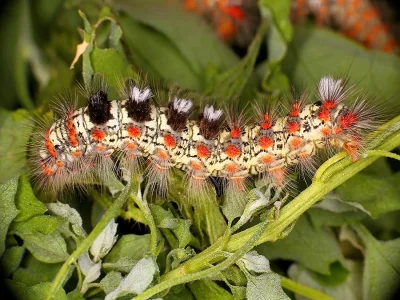 Orgyia (Clethrogyna) dubia