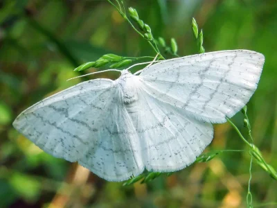 Cabera pusaria