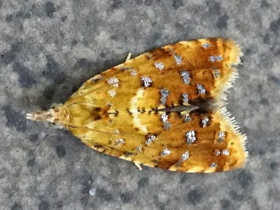 Pseudargyrotoza conwagana