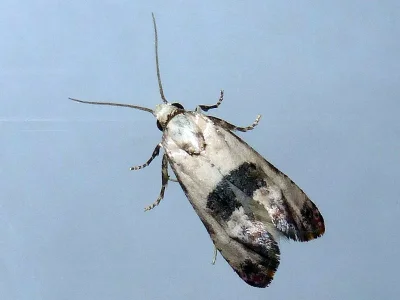 Pontoturania posterana