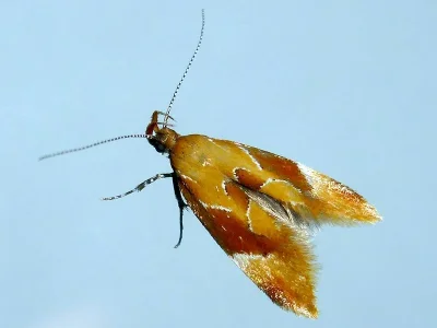 Epicallima formosella