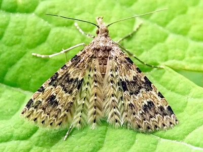 Alucita hexadactyla