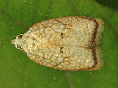 Acleris forsskaleana