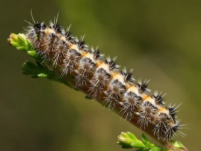 Rhagades (Rhagades) pruni