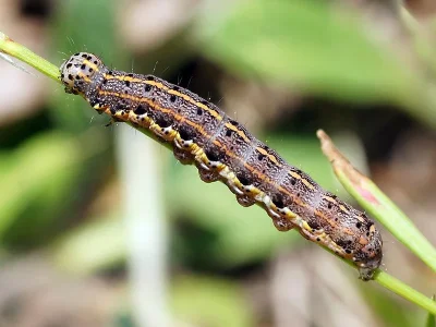 Orthosia (Monima) miniosa