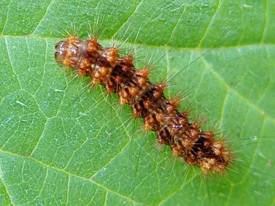 Nola (Nola) confusalis