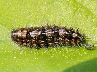 Nola (Nola) cucullatella