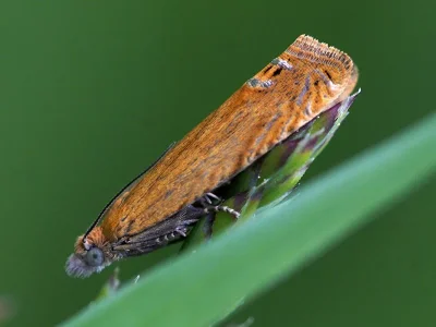 Lathronympha strigana