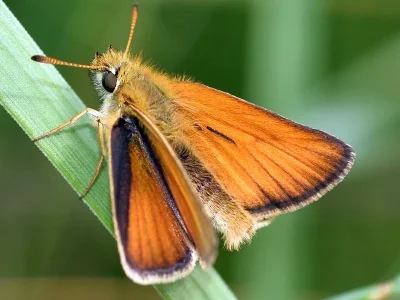 Thymelicus lineola