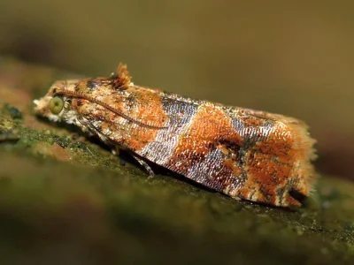 Lobesia (Lobesia) reliquana
