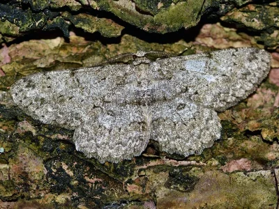 Hypomecis punctinalis
