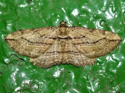 Horisme corticata