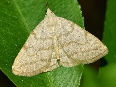 Pechipogo (Pechipogo) strigilata