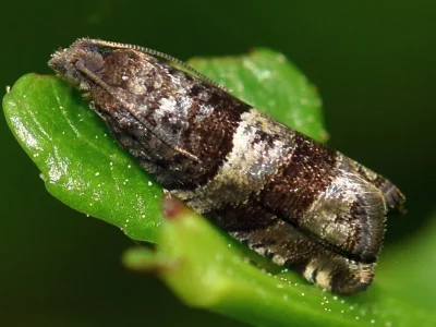 Rhopobota myrtillana