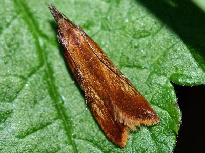 Dichomeris ustalella