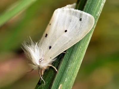 Diaphora mendica