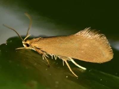 Crassa tinctella