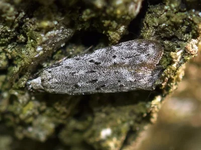 Carpatolechia proximella