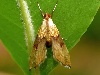 Agrotera nemoralis