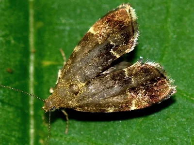 Anthophila fabriciana