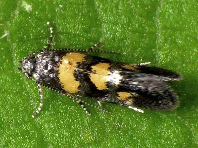 Chrysoesthia sexguttella