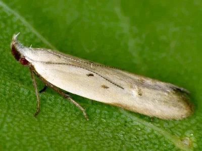 Mesophleps silacella