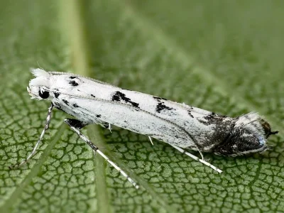 Ornixola caudulatella