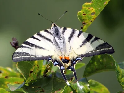 Iphiclides podalirius